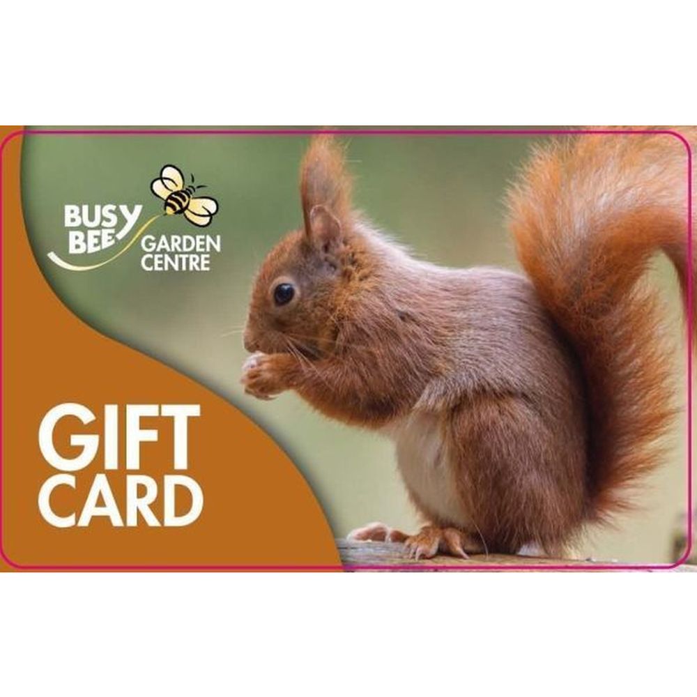 Gift Card Red Squirrel